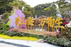 梧桐山毛棉杜鹃花会