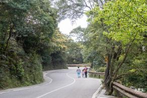 梧桐山毛棉杜鹃花会