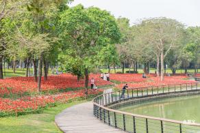 深圳中心公园朱顶红