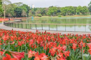 深圳中心公园朱顶红