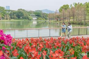 深圳中心公园朱顶红