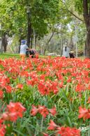 深圳中心公园朱顶红