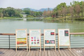 深圳中心公园朱顶红
