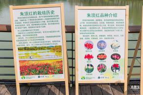 深圳中心公园朱顶红