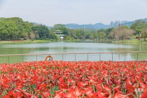 深圳中心公园朱顶红