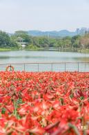 深圳中心公园朱顶红