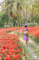 深圳中心公园朱顶红