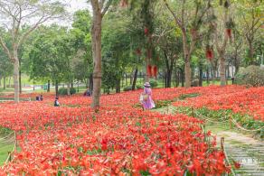 深圳中心公园朱顶红