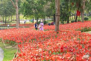 深圳中心公园朱顶红