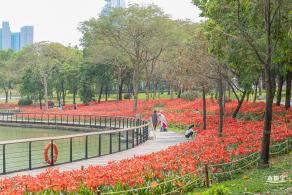 深圳中心公园朱顶红