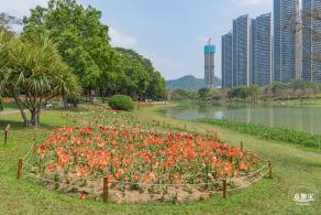 深圳中心公园朱顶红
