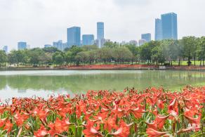 深圳中心公园朱顶红