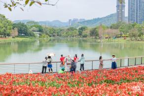 深圳中心公园朱顶红