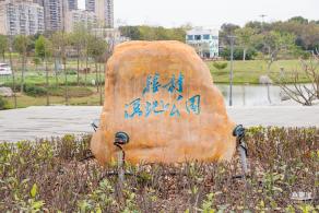 楼村湿地公园油菜花