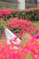楼村湿地公园油菜花