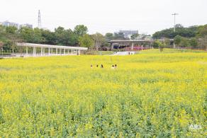 楼村湿地公园油菜花