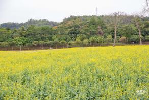 楼村湿地公园油菜花