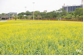 楼村湿地公园油菜花