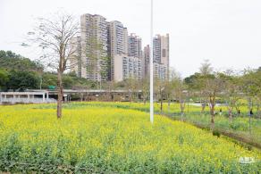 楼村湿地公园油菜花