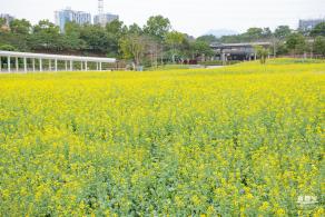 楼村湿地公园油菜花