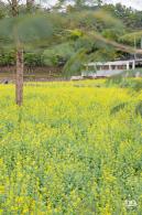 楼村湿地公园油菜花