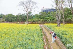 楼村湿地公园油菜花