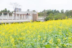楼村湿地公园油菜花