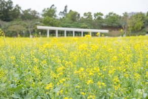 楼村湿地公园油菜花