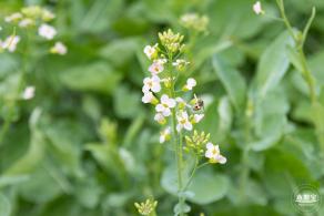 楼村湿地公园油菜花