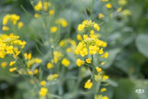 楼村湿地公园油菜花