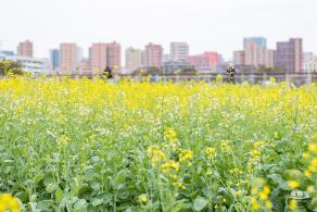 楼村湿地公园油菜花
