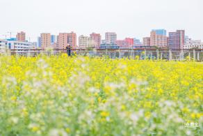 楼村湿地公园油菜花