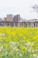 楼村湿地公园油菜花