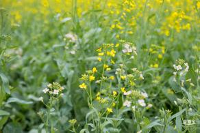 楼村湿地公园油菜花