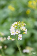 楼村湿地公园油菜花