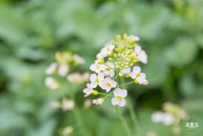 楼村湿地公园油菜花