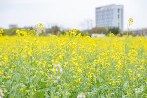 楼村湿地公园油菜花