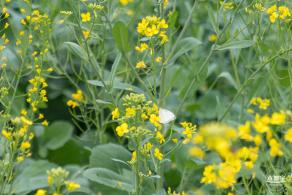 楼村湿地公园油菜花