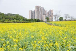 楼村湿地公园油菜花