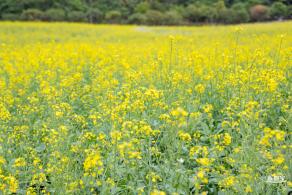 楼村湿地公园油菜花