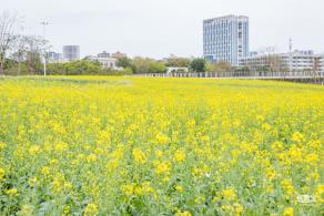 楼村湿地公园油菜花