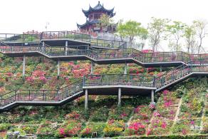 玉龙公园花海