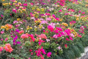 玉龙公园花海