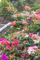 玉龙公园花海