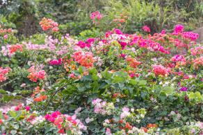 玉龙公园花海