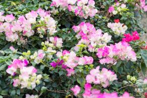 玉龙公园花海