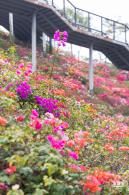 玉龙公园花海