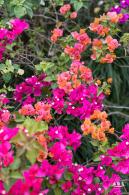 玉龙公园花海