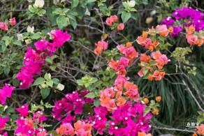 玉龙公园花海