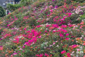 玉龙公园花海
